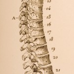 spinal-cord