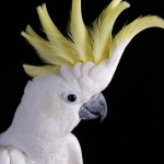 cockatoo